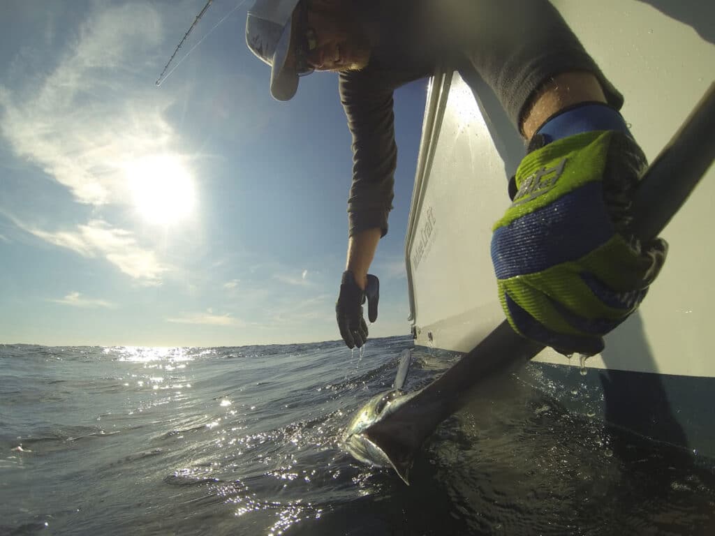 man releasing swordfish boatside