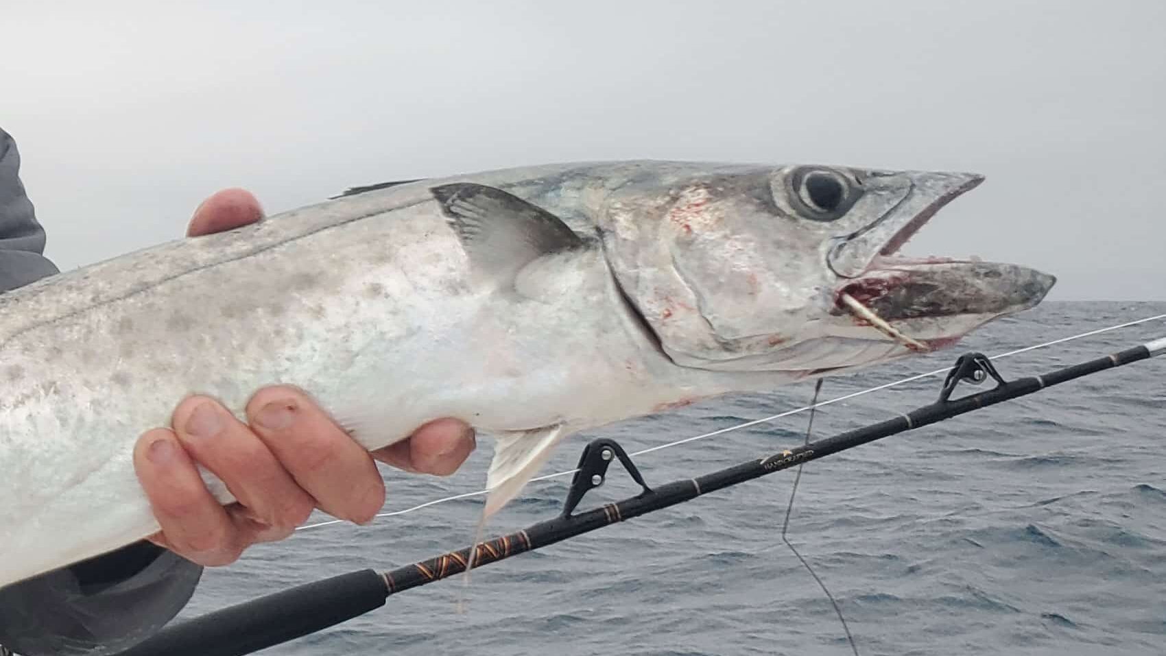 king mackerel with wire hanging out of its mouth.