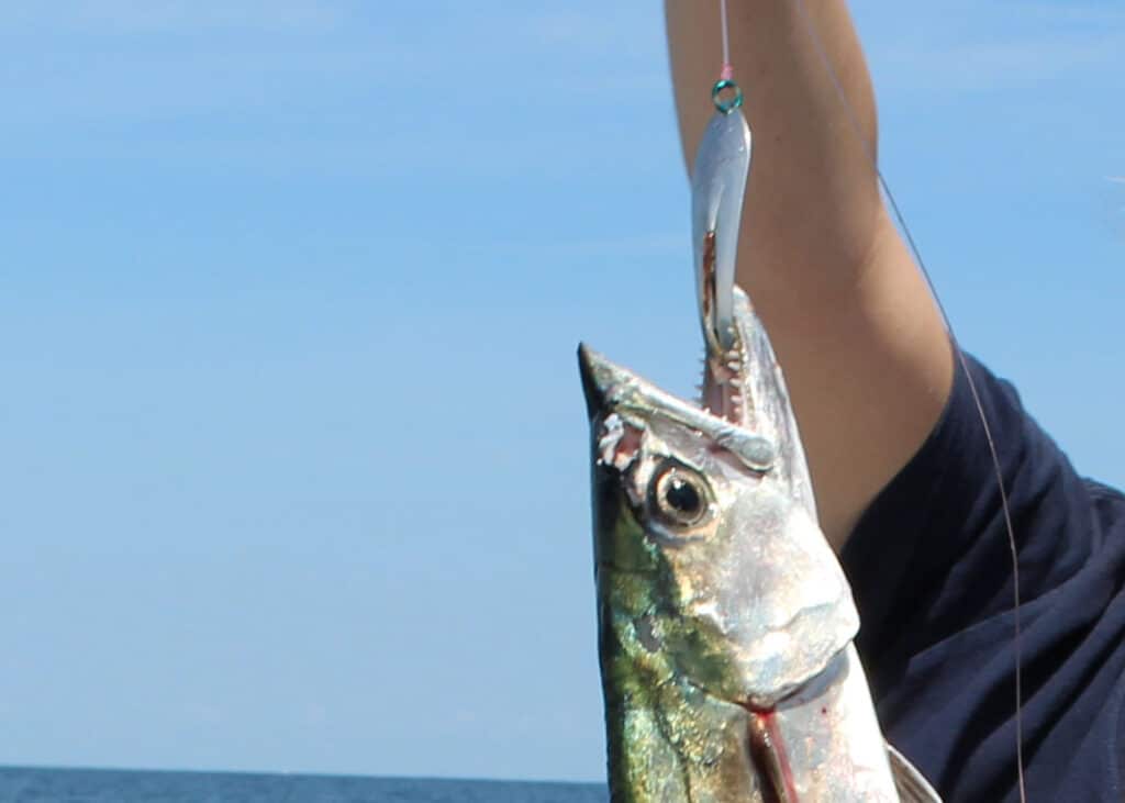 king mackerel with a silver spoon in its mouth.