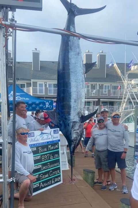 897 lb. blue marlin caught by team Stonecutter hanging at the scales at the 2024 White Marlin Open