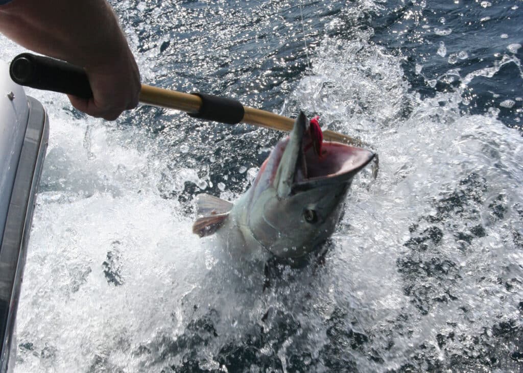 gaffing a large wahoo