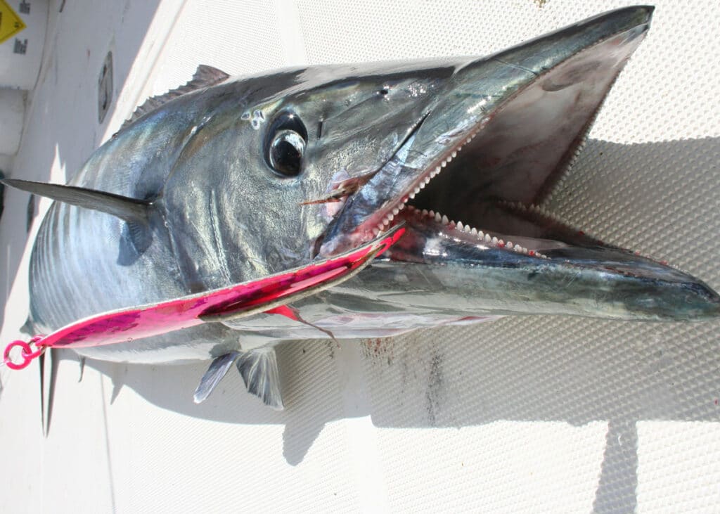 wahoo with pink trolling spoon in its mouth