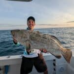 large grouper caught trolling in the Florida Keys