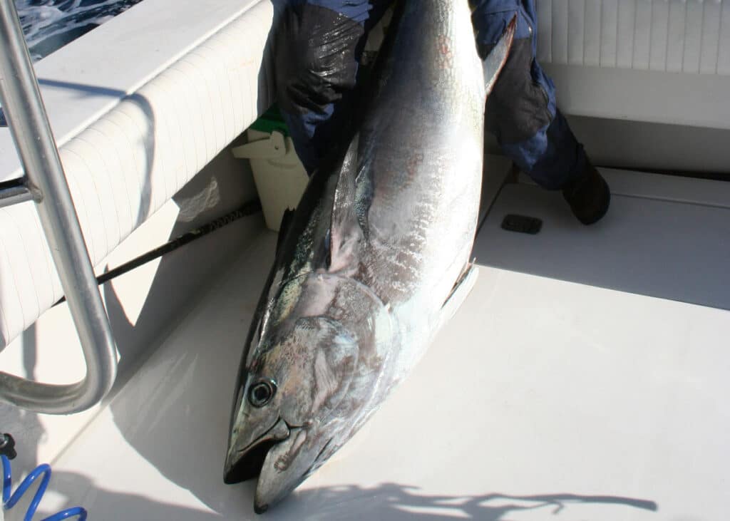 bluefin tuna caught off DelMarVa coast in 2023