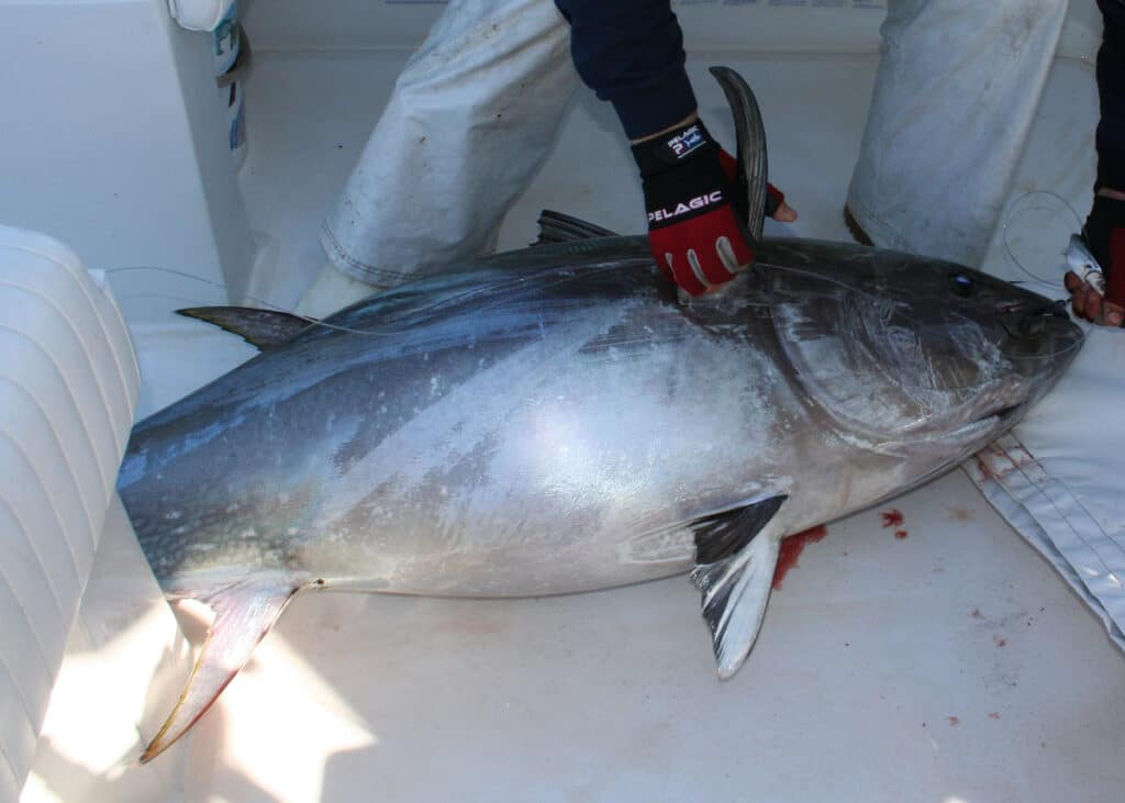 bluefin tuna caught off Mid-Atlantic in winter 2003 laying on boat deck