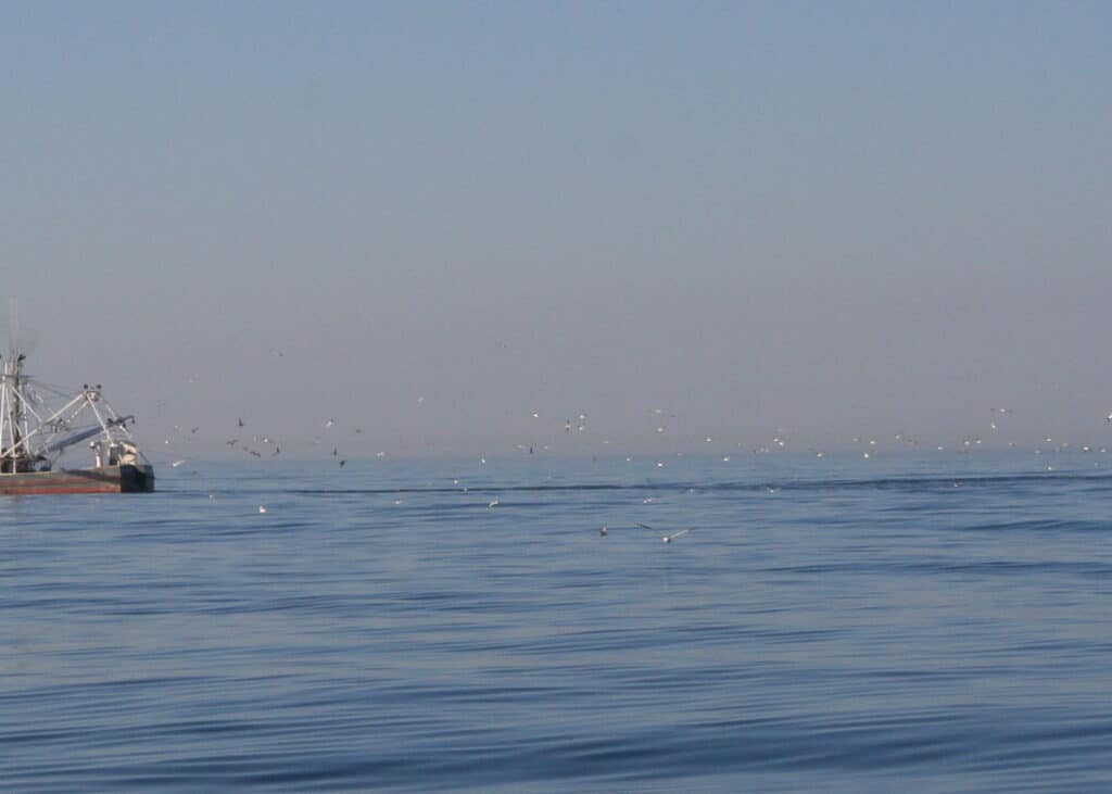 commercial bunker boat in the water with birds hovering and picking at baitfish on the surface