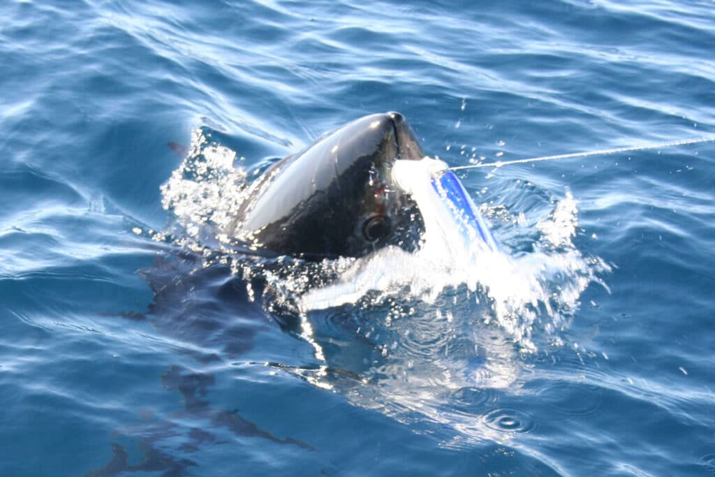 bluefin tuna splashing at the surface caught on a blue/white Ilander and ballyhoo