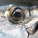 a close up shot of an atlantic bluefin tuna