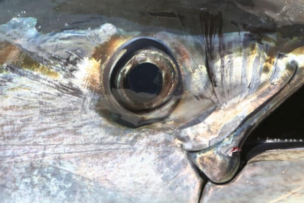 a close up shot of an atlantic bluefin tuna