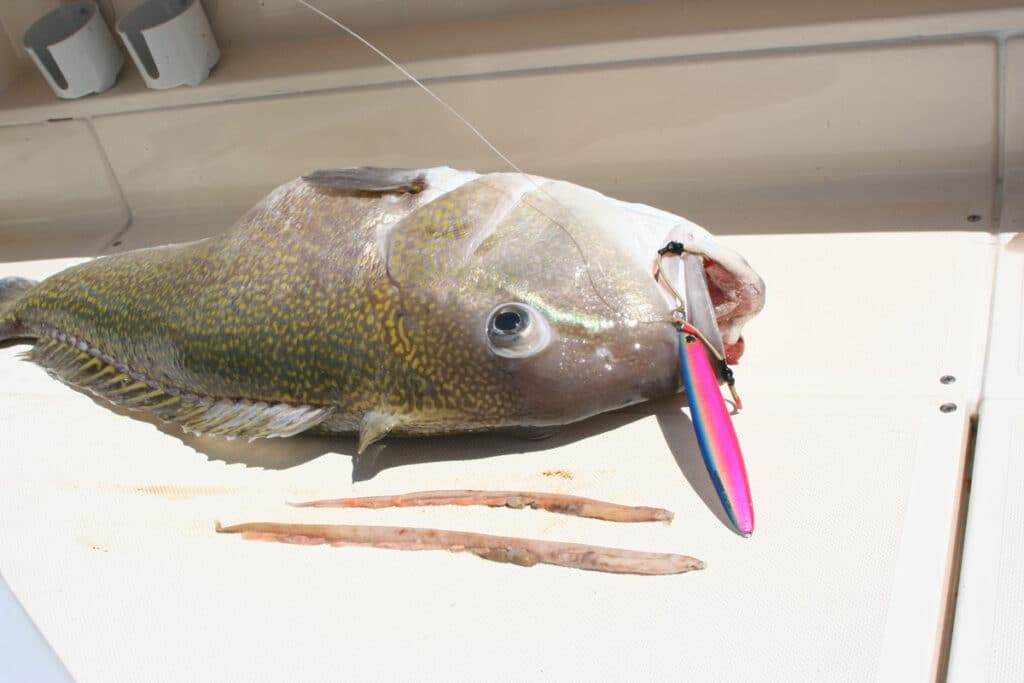 golden tilefish with a jig in its mouth on the deck of a boat