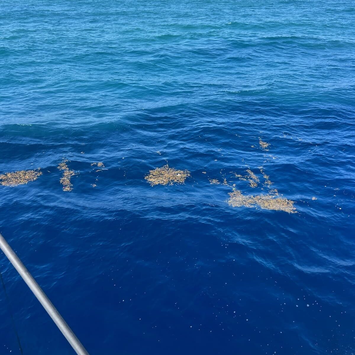 a weedline formed by currents in the ocean