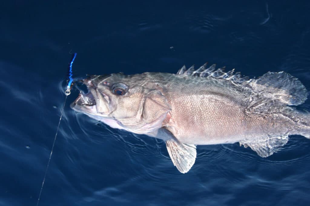 a wreckfish in the water with a jig in its mouth